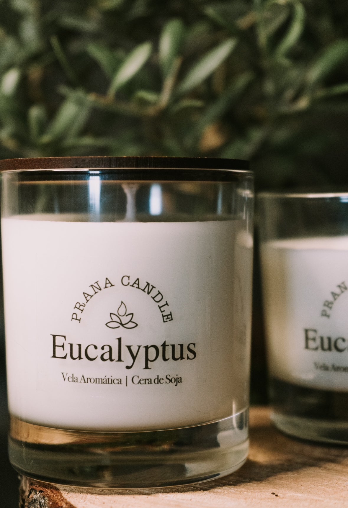 Eucalipto